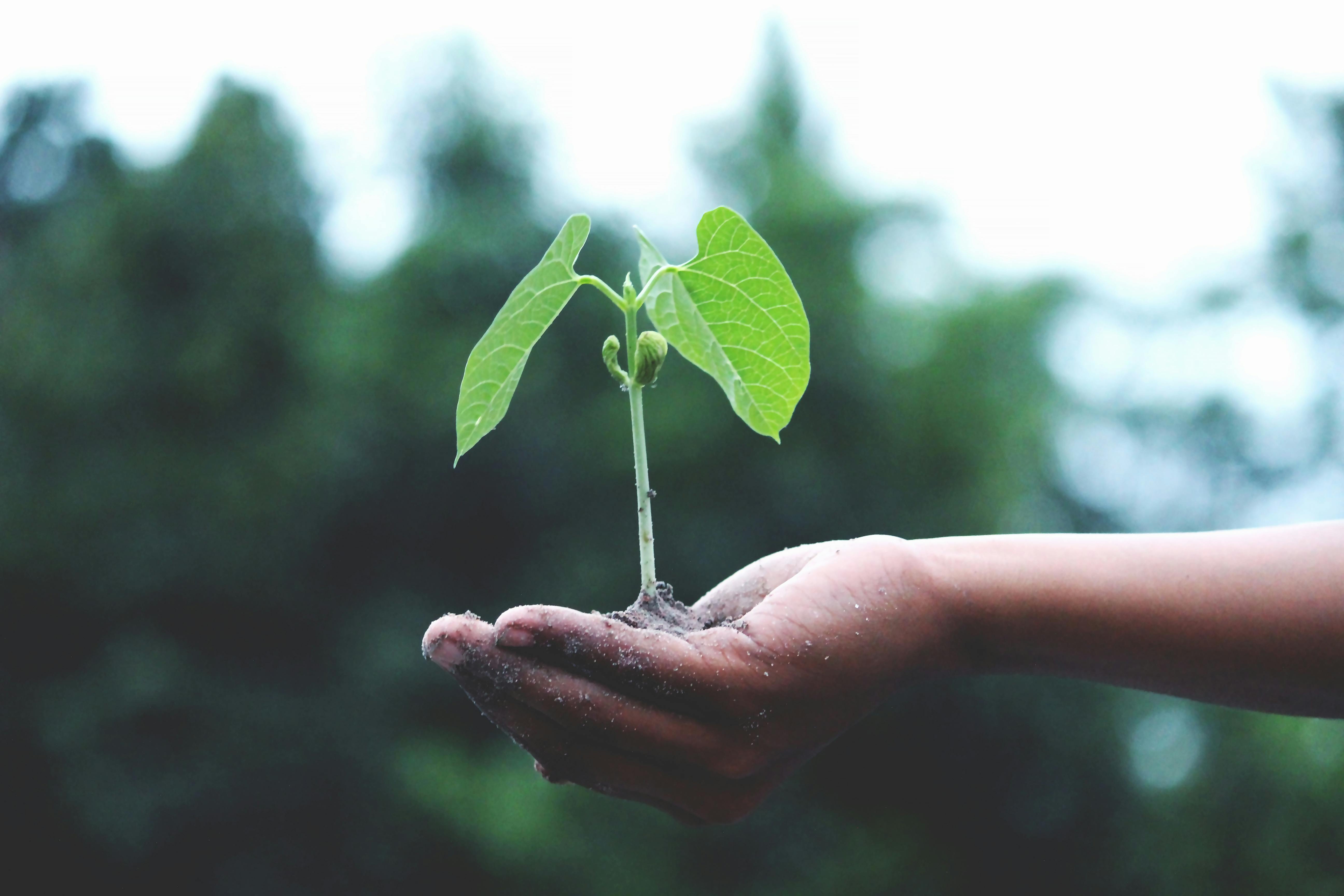 Photo de Akil  Mazumder. Pousse de plante dans la paume de la main.